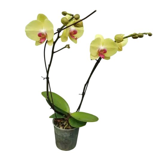 [PLOR PHHY PT 0013 1.6L H030] Orchids Heat Wave, Phalaenopsis hybrids   
