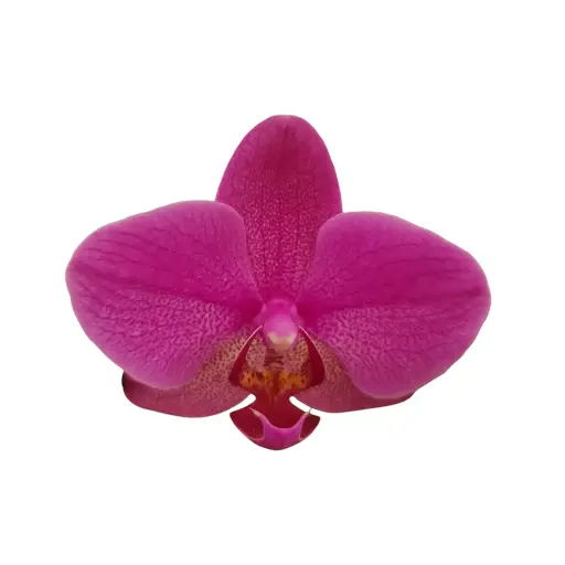 [PLOR PHHY PT 0013 1.6L H030] Orchids Harper Seven, Phalaenopsis hybrids    