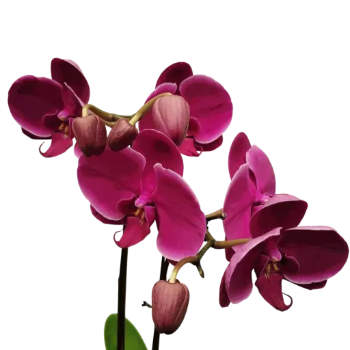 [PLOR PHHY PT 0013 1.6L H030] Orchids Harper Seven, Phalaenopsis hybrids    