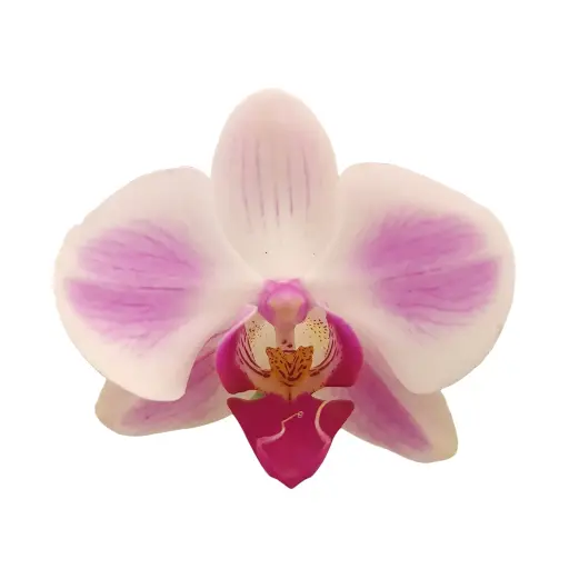[PLOR PHHY PT 0013 1.6L H030] Orchids Xanadu, Phalaenopsis hybrids     
