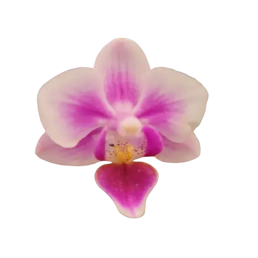[PLOR PHHY PT 0013 1.6L H030] Orchids Prima Piana, Phalaenopsis hybrids      