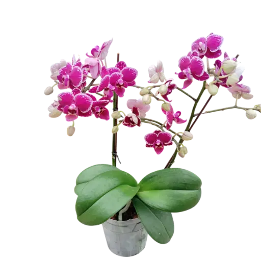 [PLOR PHHY PT 0013 1.6L H030] Orchids Sweetheart, Phalaenopsis hybrids       