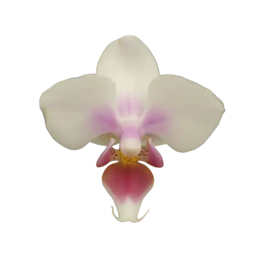 [PLOR PHHY PT 0013 1.6L H030] Orchids Sweetheart, Phalaenopsis hybrids       