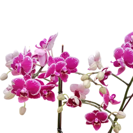 [PLOR PHHY PT 0013 1.6L H030] Orchids Sweetheart, Phalaenopsis hybrids       