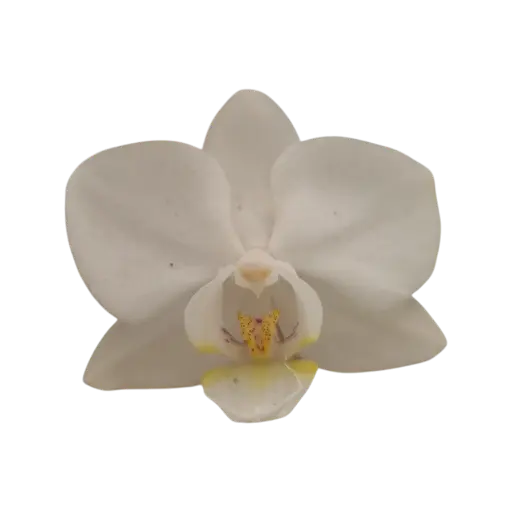[PLOR PHHY PT 0013 1.6L H030] Orchids Snow Flake, Phalaenopsis hybrids     