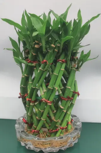 [PLFP LUBA PINE] Lucky bamboo Pineapple