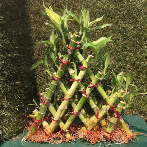 [PLFP LUBA PYRA] Lucky bamboo Pyramid