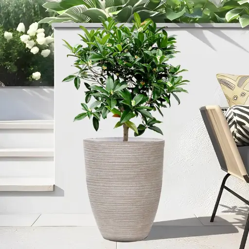 पॉट सोहो राउंड