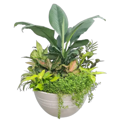 ब्लूम्ड स्टिलनेस