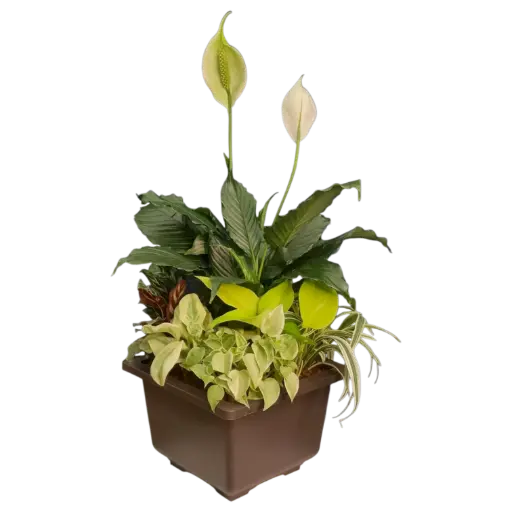 व्हिस्पर गार्डन