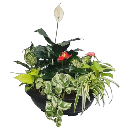 ब्लश हार्मनी