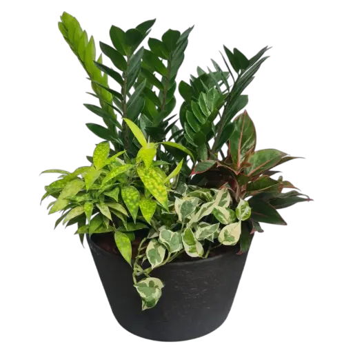 रूबी शाइन