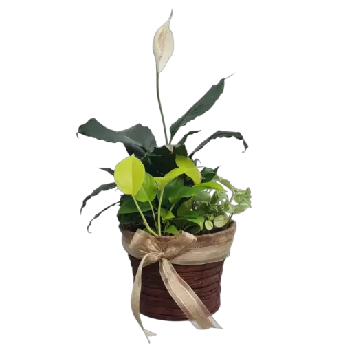 Lily Light