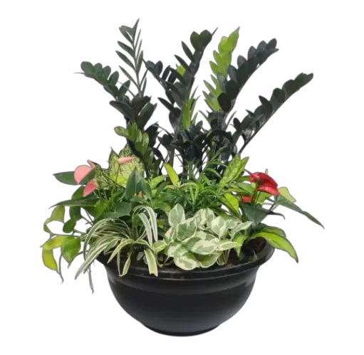 Anthurium Mist