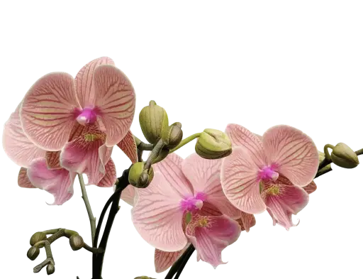 [PLOR PHHY PT 0013 1.6L H030] Orchids Mid Summer Night