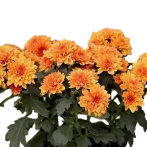 [PLAN CHMO PT 0013 1.6L H015] Shevanti Orange, Chrysanthemum morifolium    