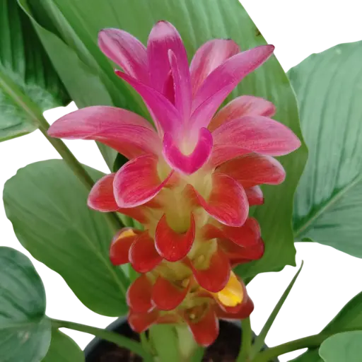 [PLHS CUAL PT 0019 4.8L H030] Siam tulip, curcuma alismatifolia Red
