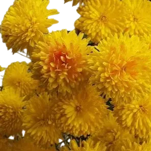 [PLAN CHMO PT 0013 1.6L H015] Shevanti Cream Yellow, Chrysanthemum morifolium    