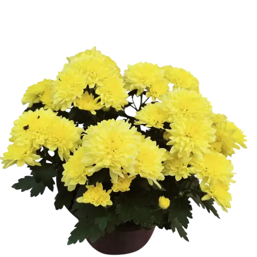 [PLAN CHMO PT 0013 1.6L H015] Shevanti Cream Yellow, Chrysanthemum morifolium    