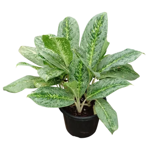 Aglaonema Butterfly 