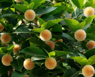 Cadamba, Neolamarckia cadamba