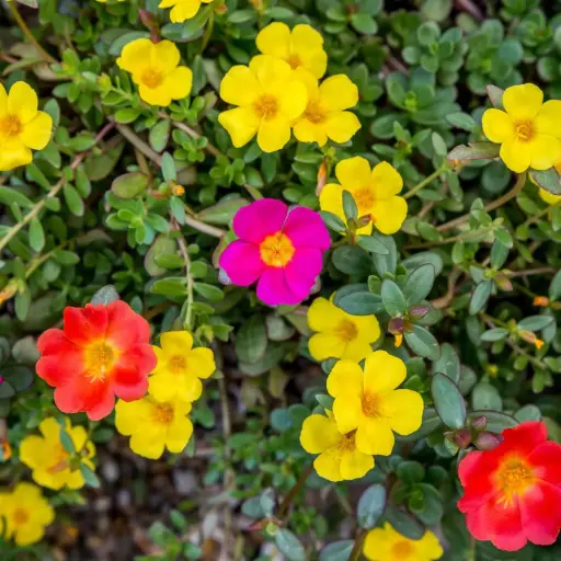 [PLCL POOL PT 0018 3L] Moss rose, Portulaca Oleracea