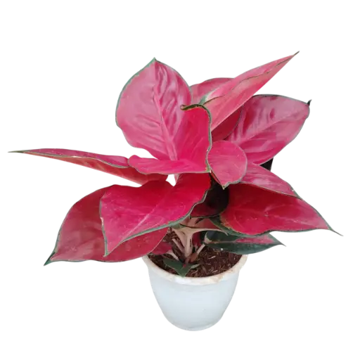 [PLFP AGSP PT 0013 1.6L H0015] Aglaonema Super Red 