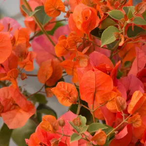 Bougainvillea Orange 