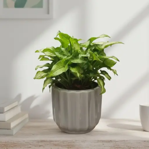 Syngonium roxanne 5" with Pot Norway Grey