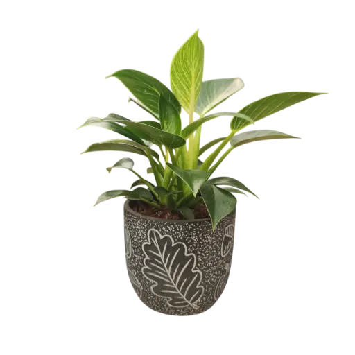 Philodendron Birkin with Pot Leaf A580 Black