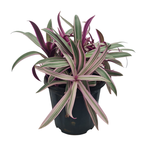 Roheo, boat lily, oyster plant, Tradescantia spathacea