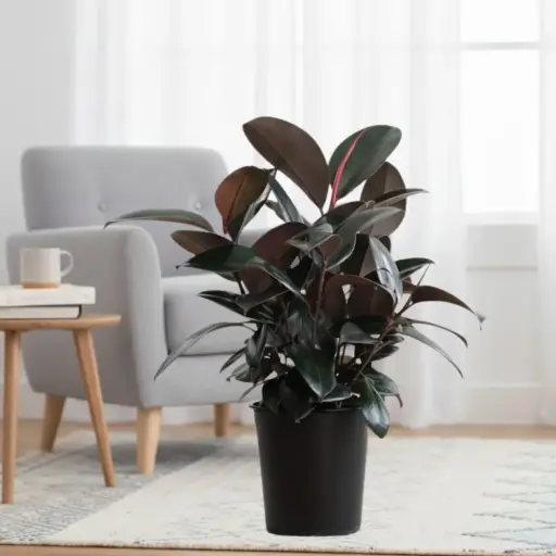 Rubber tree, Ficus elastica black prince