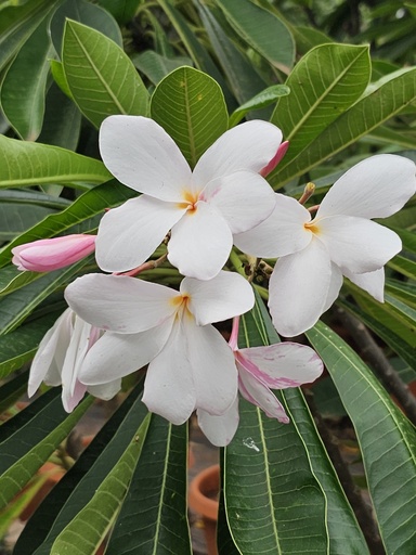 Champa, Plumeria pudica pink
