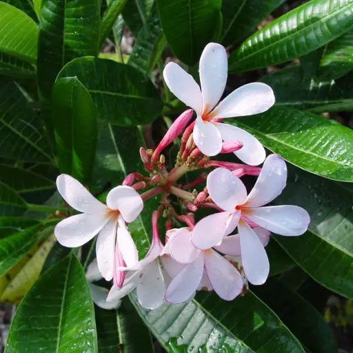 Champa, Plumeria singaporie dwarf