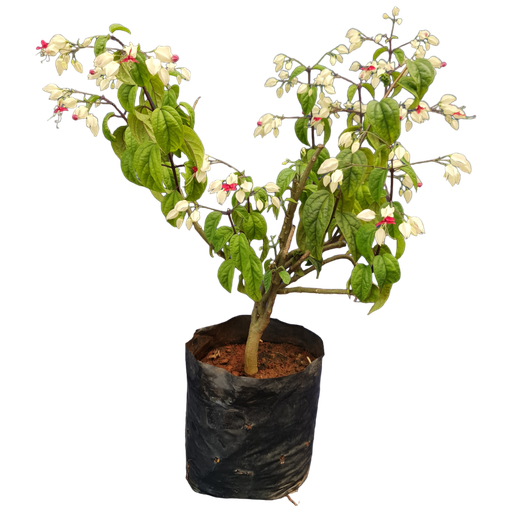 [PLCV CLTH BG 1010 3.9L H030] Bleeding heart vine, Clerodendrum thomsoniae