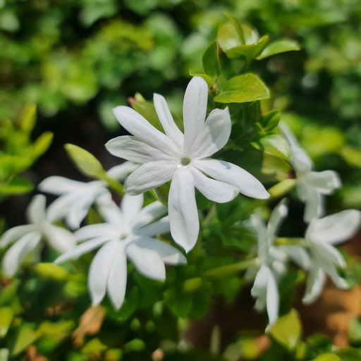 [PLCV JAMU BG 1010 3.9L H030] Kagada, Jasminum multiflorum