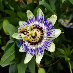 Blue passion flower, Passiflora caerulea