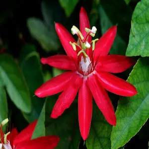 Red passion flower, Passiflora coccinea