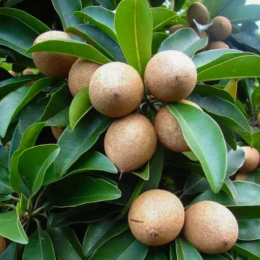 Chickoo, variety Kalipatti, Achras zapota, cultivator kalipatti