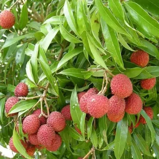 Lychee, Lychee chinensis