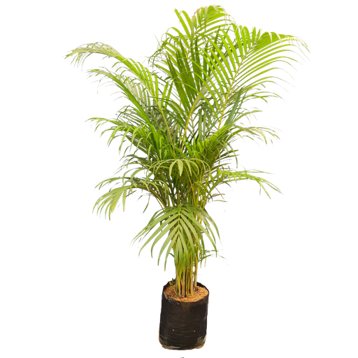 Areca palm, Dypsis lutescens