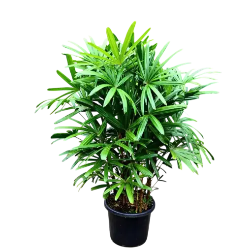 Lady palm, Rhapis excelsa