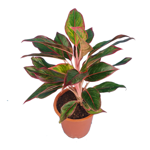 [PLFP AGLP PT 0013 1.6L H012] Aglaonema lipstick