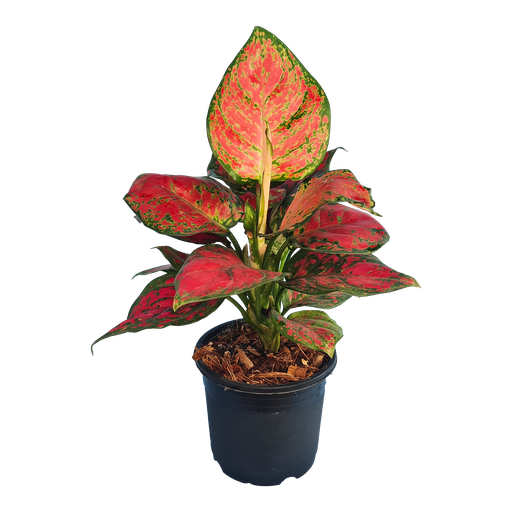 Aglaonema red valentine