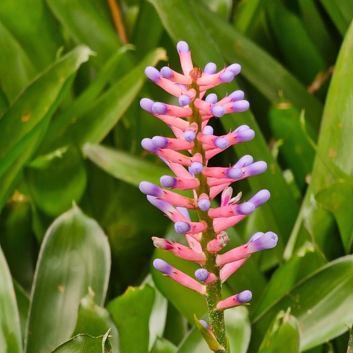 Match stick, Aechmea gamosepala