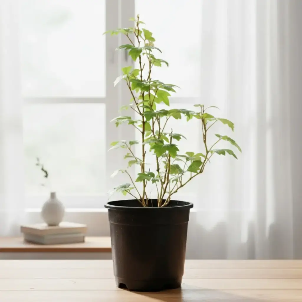 Buy Grape Ivy Lush Indoor Vine for Home Office