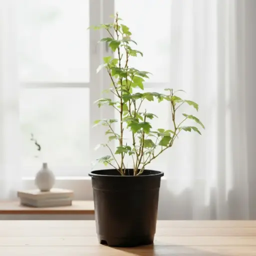 Grape ivy, Cissus rhombifolia