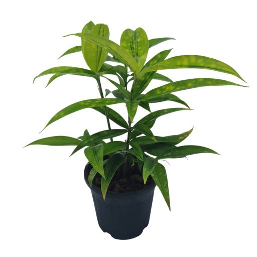 Spotted dracena, Dracena Surculosa