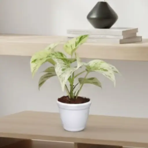 Epipremnum aureum marble queen