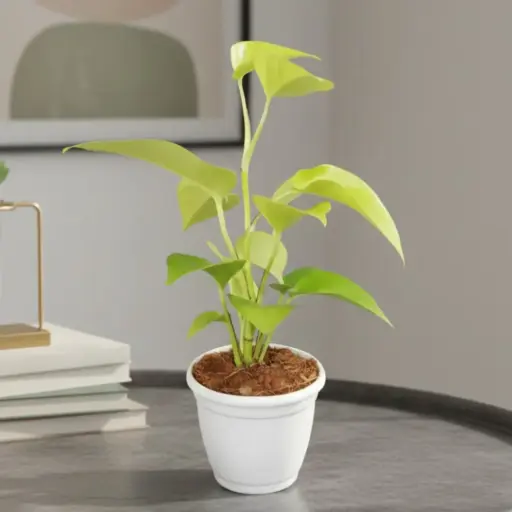 Money plant golden, Epipremnum aureum Neon